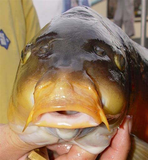 carp fish stock photo image  shrine pond park carps