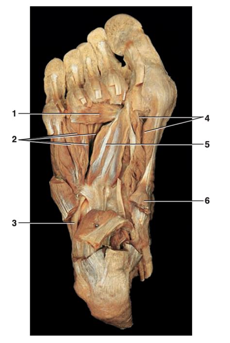 Diagram of plantar aspect of foot 3 | Quizlet