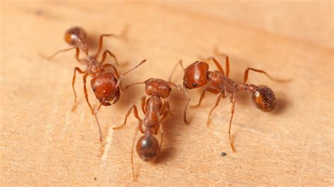 What Happens When Fire Ants Attack Your Body, According To Science