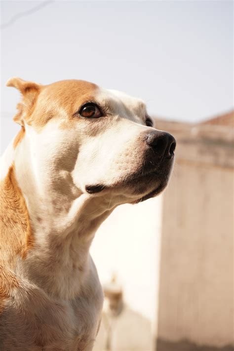 Dog Doggy Pet - Free photo on Pixabay - Pixabay