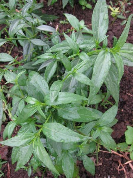 Chiretta facts and health benefits