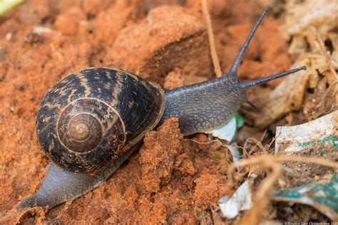 Gastropods
