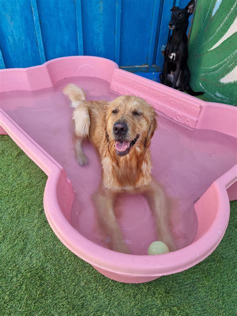 At d is for doggy your pet gets personalized care routines 33