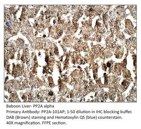 ppa alpha antibody fabgennix