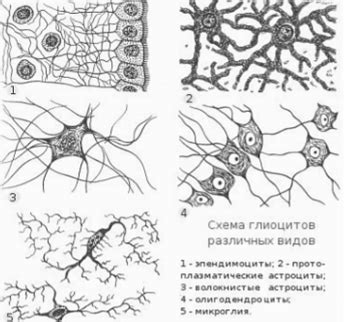 Клетки нейроглии - НЕЙРОФИЗИОЛОГИЯ