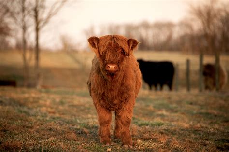 Mini Cows Wallpapers - Wallpaper Cave
