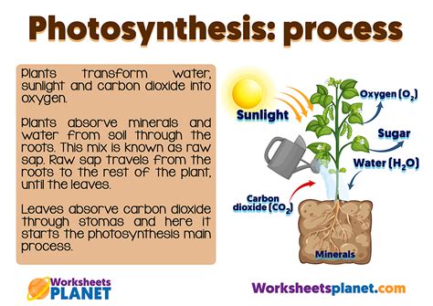 Photosynthesis For Kids
