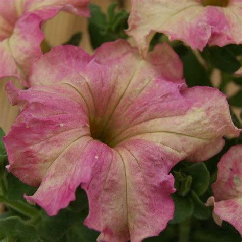Купить семена Петуния Petunia Antique Shades в Москве: доставка семян ...