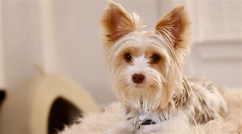 pet supplies store uk pet food products supplies   prices