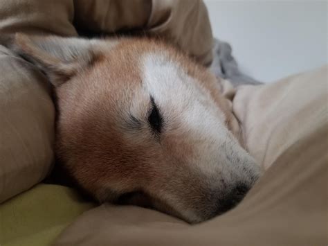 My sweet Kira crossed the rainbow bridge today, at 15 years old. : r/shiba
