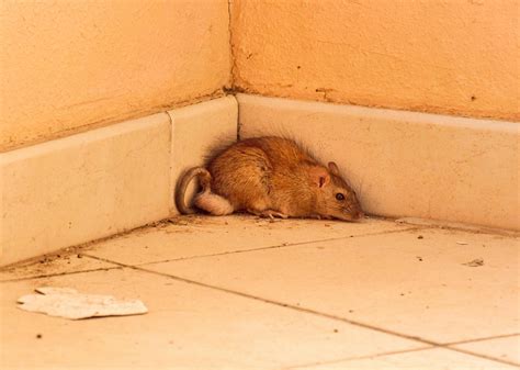 Irish homeowners warned of increase in rats and mice entering houses as