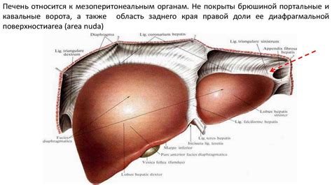 Хирургическая анатомия печени, порто-кавальных анастомозов. Современные ...