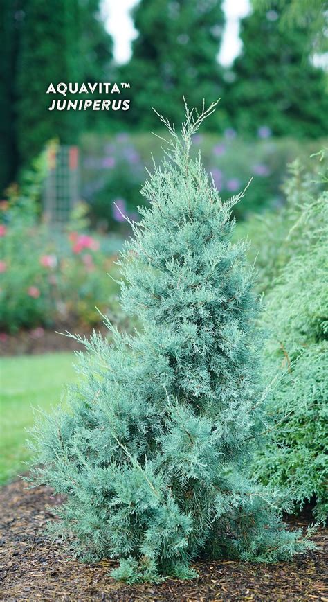 Stunning Aqua Blue Juniper for Any Space - Aquavita™ Juniperus virginiana