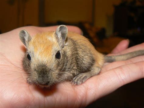 Male Nutmeg Gerbil Molting 2 by ShadedRain on DeviantArt
