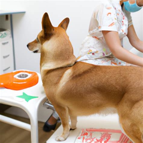 how much does it cost to spay a female dog