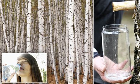 BIRCH water is the craze everyone will be obsessed with in 2015 | Daily ...
