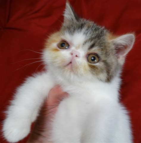 Persians and Exotic Shorthair Cats | Springdale AR