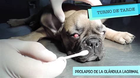 Porque Se Le Hinchan Los Ojos A Mi Perro - Noticias del Perro
