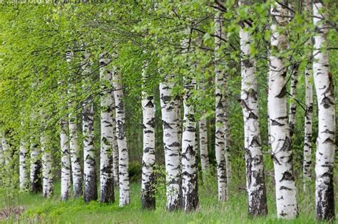 Alkukesän koivikko - koivu kesä alkukesä koivunlehti koivikko metsä ...