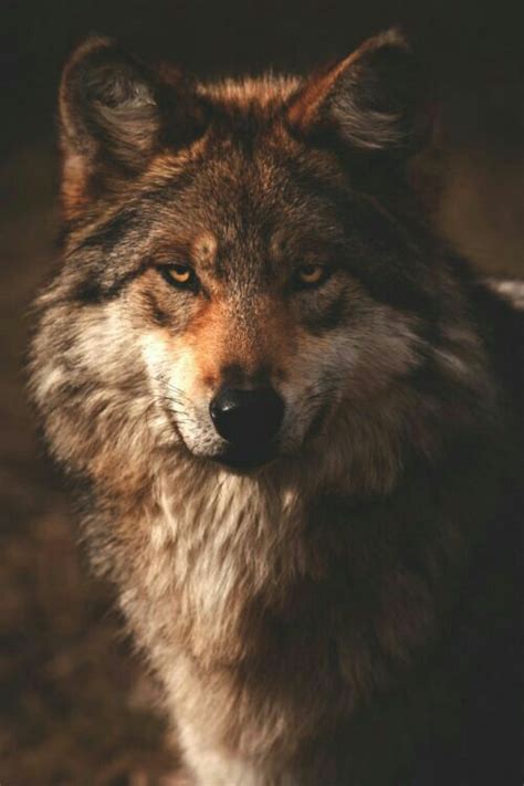 dark brown female wolf