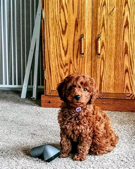 Mini Goldendoodle Full Grown