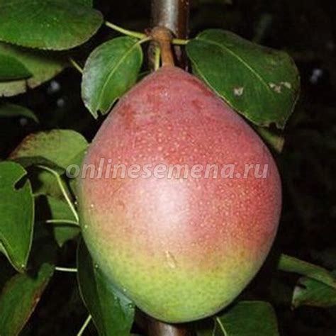 Груша Новелла из каталога Плодовые деревья и кустарники – купить с ...