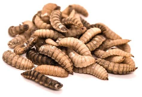 Bioactivity Of Black Soldier Fly Larvae Meal Responsible, 41% OFF