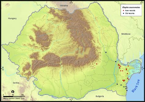 Elaphe sauromates. | Download Scientific Diagram