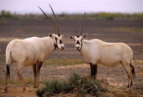 Genus Oryx the Oryx — Coke Smith Wildlife