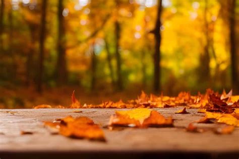 Ways to Relieve Stress During the Fall Season | StandUp Wireless