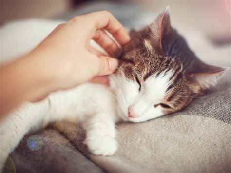 8 ways to become best friends with your¬†cat