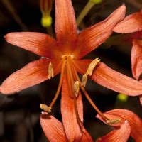 Ликорис Lycoris - уход в домашних условиях