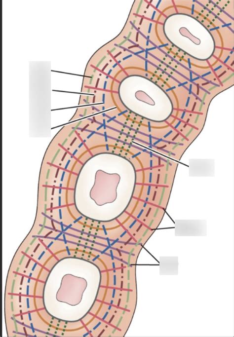 DH 18 - Gingival Fiber Bundles Diagram | Quizlet