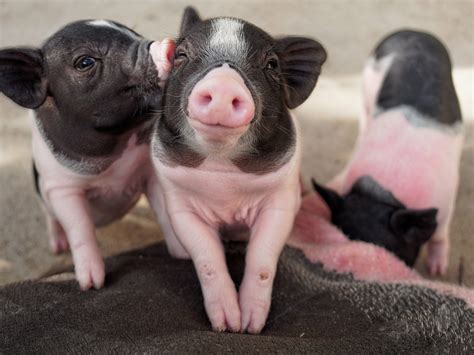 Five Extraordinary Facts About Pigs | Animal Equality UK