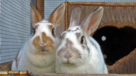 Rabbit Parasites | Information & Treatment | Vets4Pets