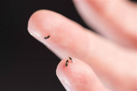 The Smallest Insect In The World