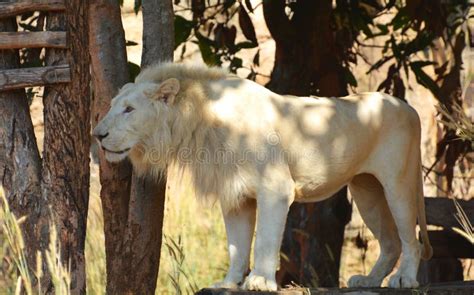 White lion stock photo. Image of laying, animals, hair - 48015428