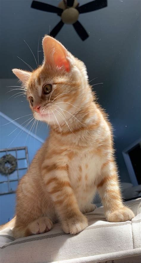 Pin de Loginova Larisa en Рыжие, персиковые, кремовые кошки и котята ...