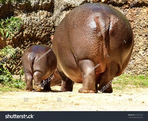 Backside Baby Hippo Mom Hippo Stock Photo 377201920 - Shutterstock