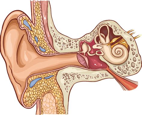 ear anatomy grommet  megan blackmon blog