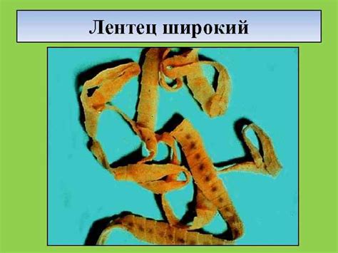 ГЕЛЬМИНТЫ ВИДЫ ГЕЛЬМИНТОЗОВ В ЗАВИСИМОСТИ ОТ ЭПИДЕМИОЛОГИИ