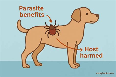 parasitism explained  kids definition facts examples quiz