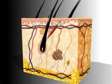 Electrolyis hair removal in 3D - Électroépilation en 3D - YouTube