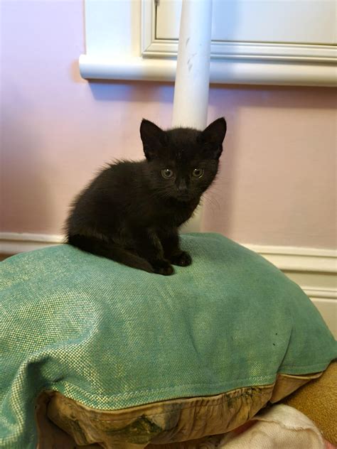 Just got an 8 week old kitten to join the family, so cute! : r/kittens