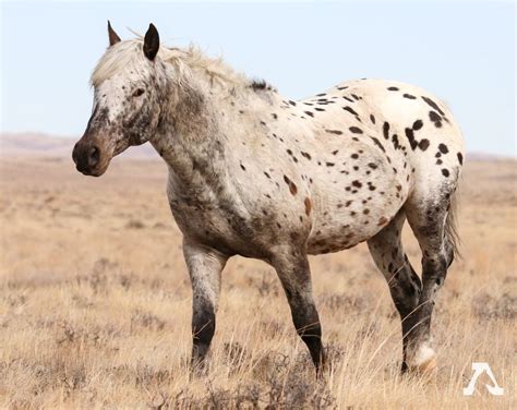 a spotted horse standing in the middle of a field