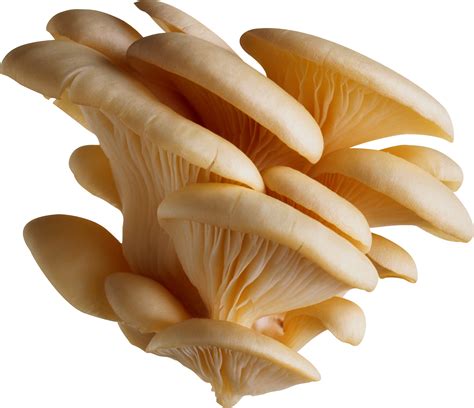 Toadstool PNG HD, White Mushrooms Im (5310.42 Kb) Free PNG | HDPng