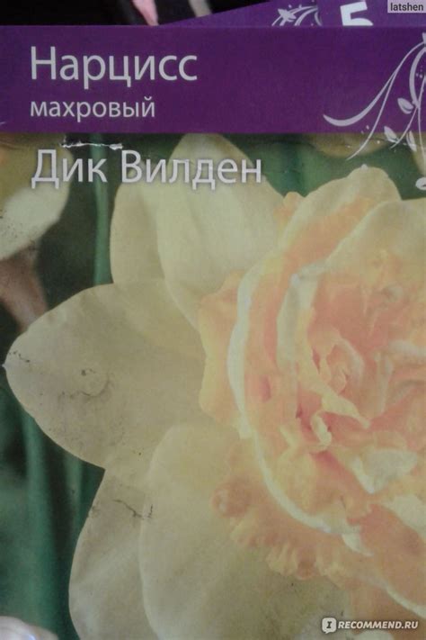 Нарцисс Дик Вилден (Narcissus Dick Wilden) - «Эффектный крупноцветковый ...