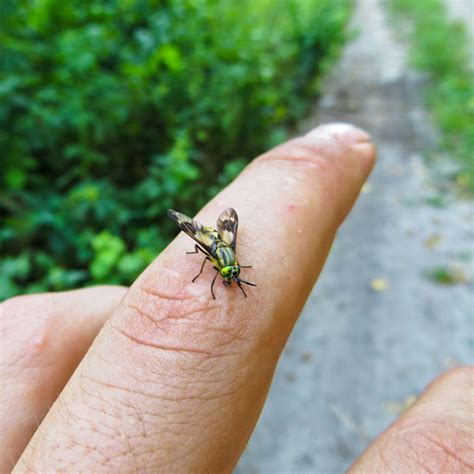 Fly Won't Leave Me Alone: Spiritual Meaning - Awakening State