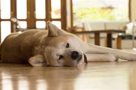 How To Calm A Dog S Stomach Ache at Charles Myrick blog