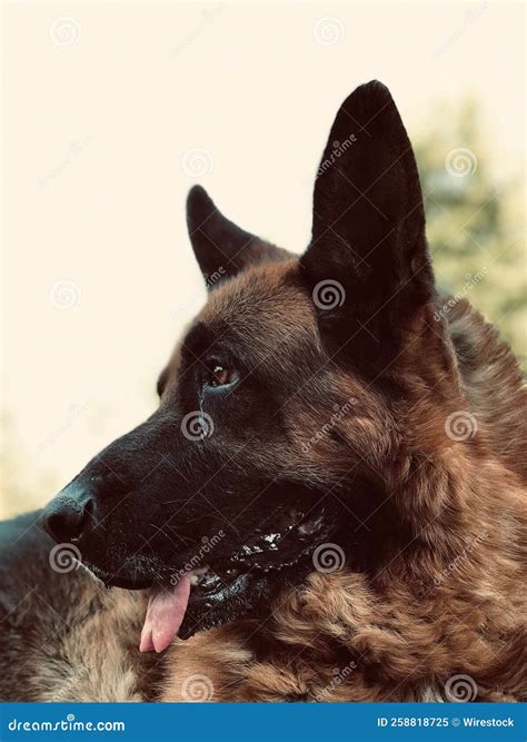 Vertical Shot of an Adorable Brown German Shepherd Dog with Its Tongue